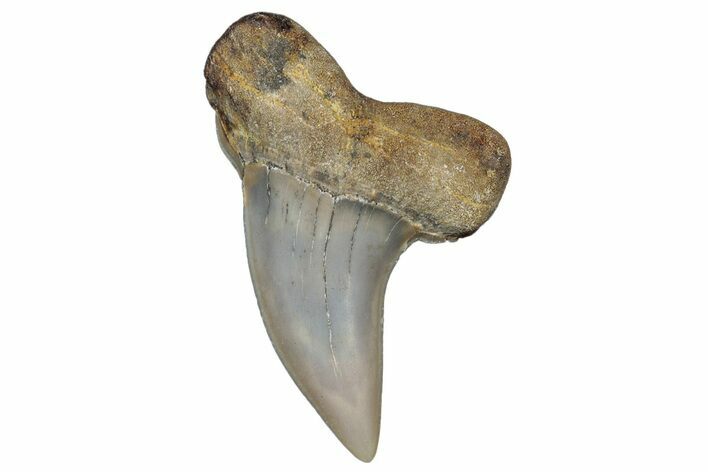 Fossil Shark Tooth (Carcharodon planus) - Bakersfield, CA #306828
